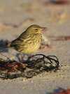 Visite nature "Les oiseaux nicheurs de la barre d’Etel"