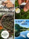 stage phytotherapie incroyables chemins