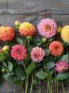 Atelier dahlias en folie !