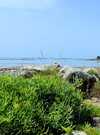 La criste marine, une plante emblématique du littoral !