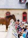 Reportage_Haras_Hennebont_QAPTUR_HD7