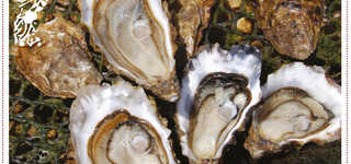 Tibidy Oesters