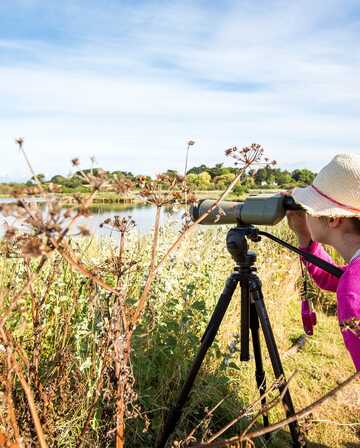 Observez les oiseaux du Golfe du Morbihan,