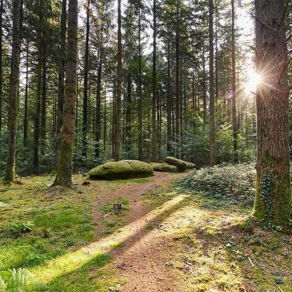 Forêt de Camors