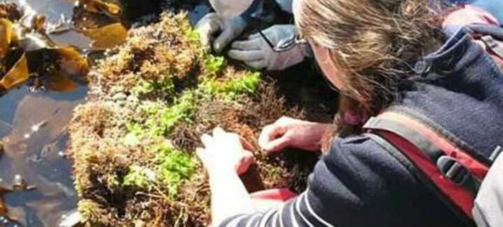 Sortie découverte de l'Estran et pêche à pied