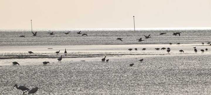 Sortie nature : Symphonie sur l'estran : le banquet des oiseaux migrateurs ! avec Dunes Sauvages