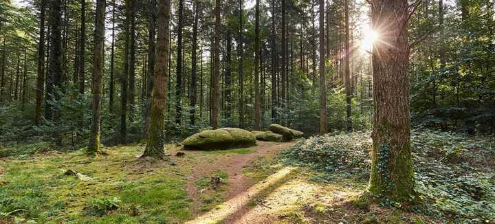 Balade Guidée en forêt de Camors Balade Guidée en forêt de Camors