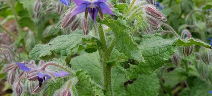 Balade nature à la découverte des délicieuses plantes sauvages automnales