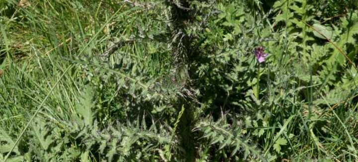Sortie nature - A la découverte des délicieuses plantes sauvages automnales