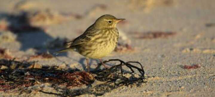 Les oiseaux hivernants de la barre d’Etel Les oiseaux hivernants de la barre d’Etel