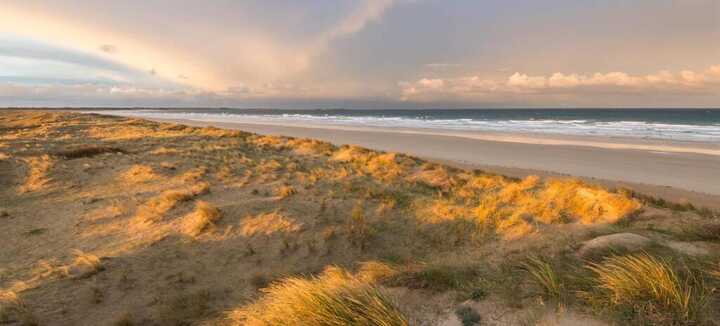Chant des oiseaux entre dunes et falaises au soleil couchant - Dunes Sauvages