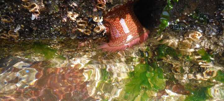 Découverte des Trésors de l'océan à marée basse Découverte des Trésors de l'océan à marée basse