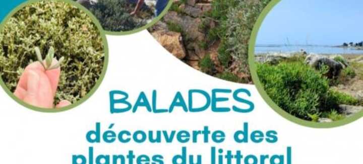 Balade découverte des plantes du littoral Balade découverte des plantes du littoral