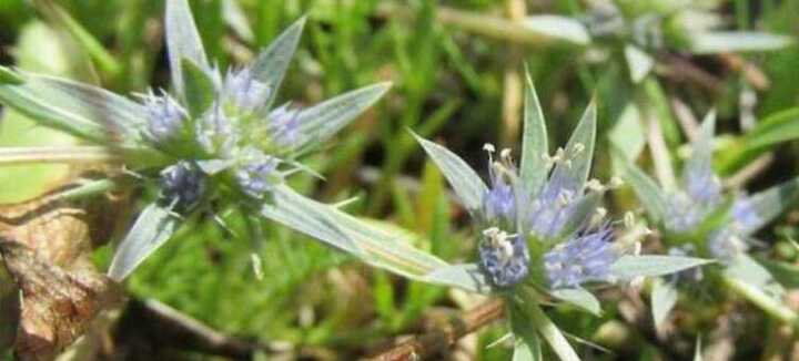 Balade découverte des plantes sauvages Balade découverte des plantes sauvages