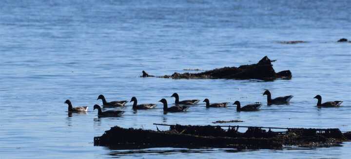 A battement d’ailes : les oiseaux hivernants de la baie de Quiberon - Dunes Sauvages