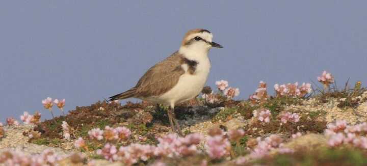 Roméo le Gravelot, un oiseau discret des dunes Roméo le Gravelot, un oiseau discret des dunes