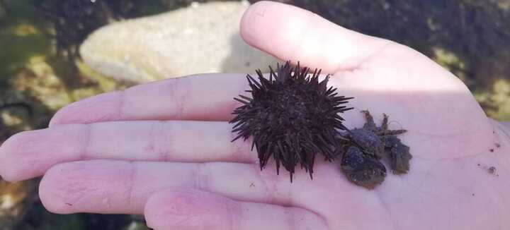 Découverte de l'estran et initiation à la pêche à pied