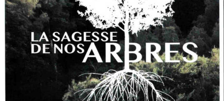 Projection en plein air: La sagesse de nos arbres Projection en plein air: La sagesse de nos arbres