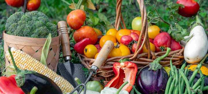 Rendre un sol vivant avec la permaculture Rendre un sol vivant avec la permaculture