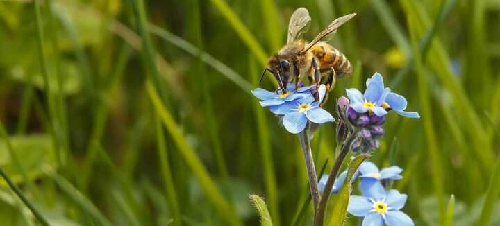 Atelier « bombes à graines » pour la biodiversité