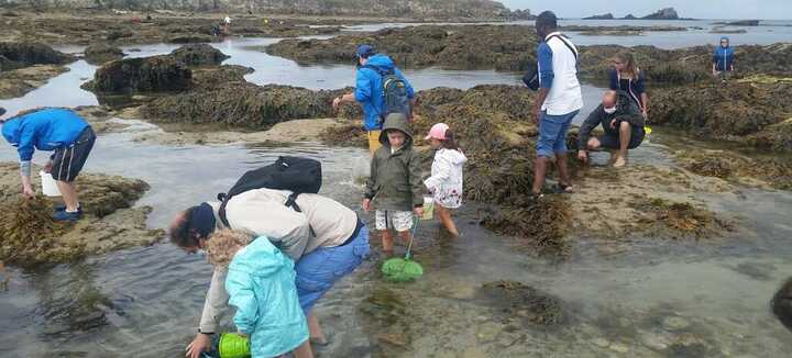 Découverte des tresors de l'estran à marée basse