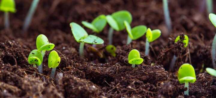 Réussir ses semis
