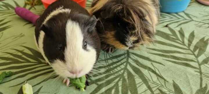 Atelier découverte sensorielle