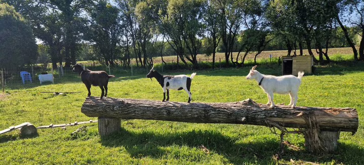 Visite libre et gratuite chez Marianimaux