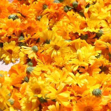 2-incroyables-chemins-atelier-fabrication-baume-calendula-carnac-plante-peau-medicinale