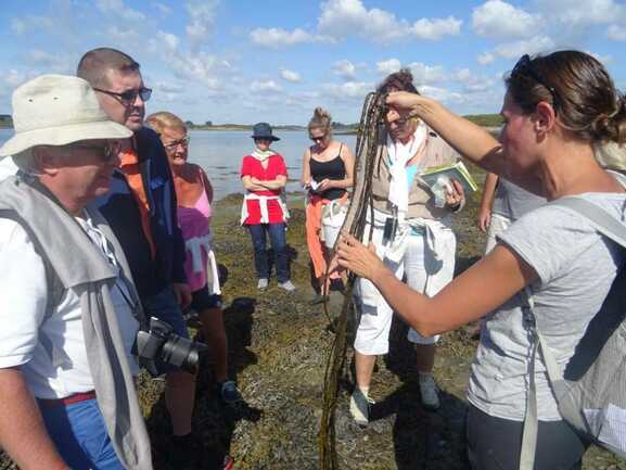 guide-nature-melanie-chouan-trinite-sur-mer-morbihan-bretagne-sud