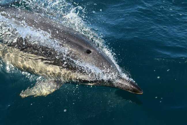 faune-ocean-locmariaquer-morbihan-bretagne-sud