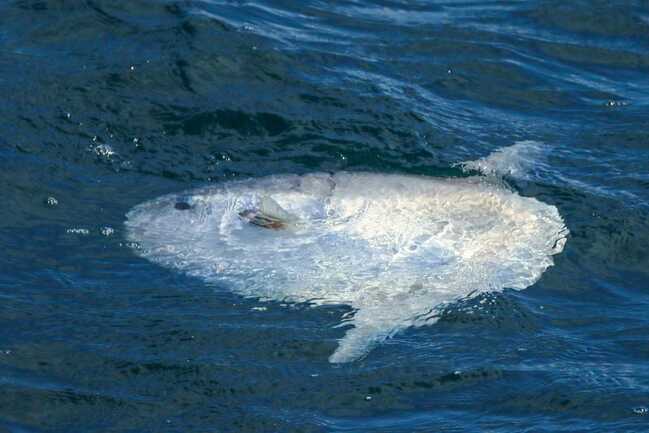 faune-ocean-locmariaquer-morbihan-bretagne-sud