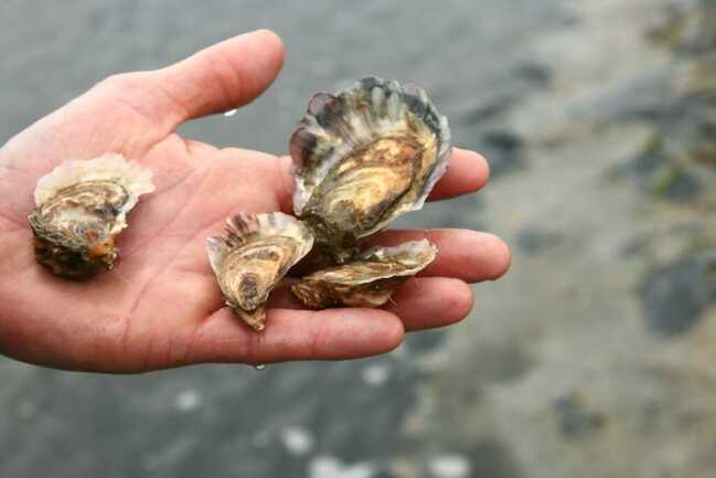 chemins-detournes-visite-ostreiculture