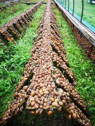 Sainte-Hélène_Parc