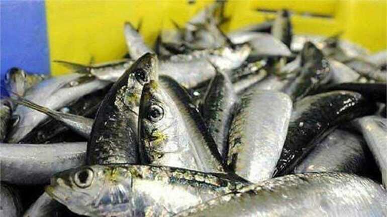 Fête de la Sardine-Quiberon-Morbihan-Bretagne Sud