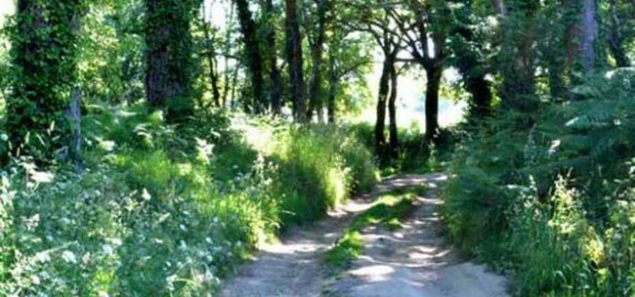 Balades découverte des plantes des chemins