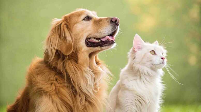 Comment soulager les émotions de nos animaux avec les fleurs de Bach ? 