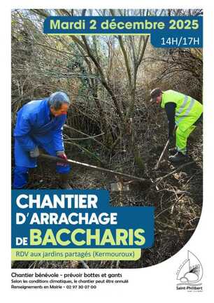 Chantier baccharis