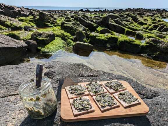 Dégustation de tartare d'algues