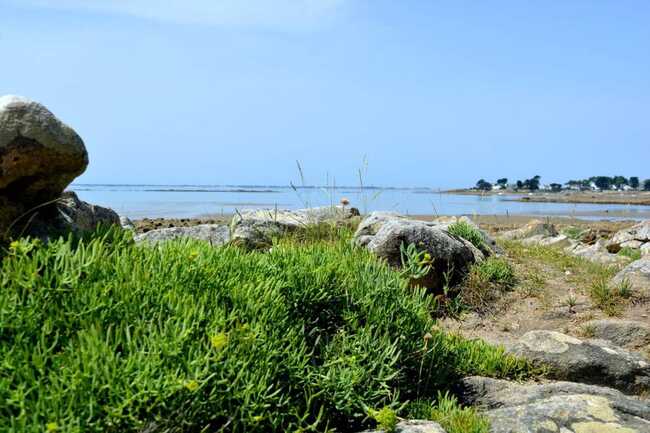 La criste marine, une plante emblématique du littoral !