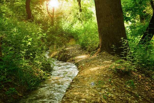 Bain de forêt