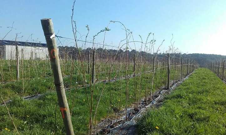 framboise-calavret-locoal-mendon-morbihan-bretagne-sud