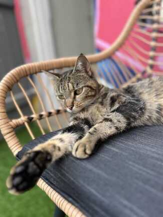 Le Chat Majesté