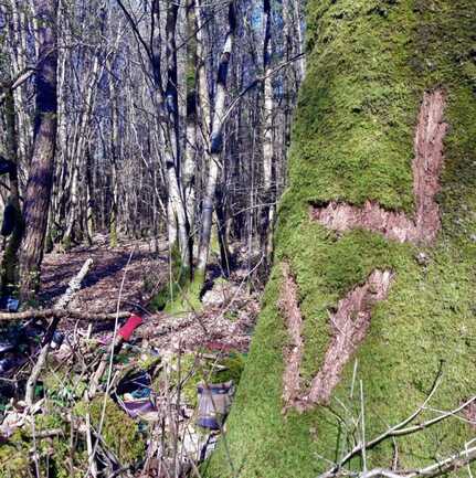 Chêne Bé-Er-Sant (Tombe du Saint)