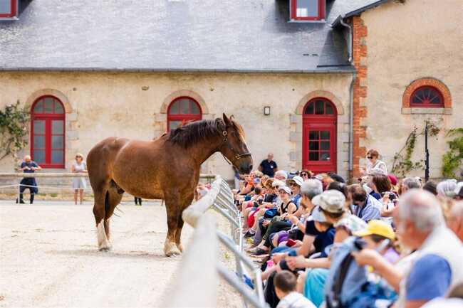 Reportage_Haras_Hennebont_QAPTUR_HD7