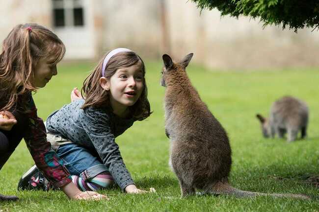 Parc de Branféré - Nourrissage wallabies - Morbihan Bretagne Sud