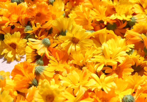 2-incroyables-chemins-atelier-fabrication-baume-calendula-carnac-plante-peau-medicinale