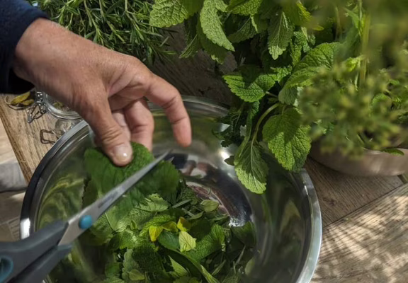 9-incroyables-chemins-ateliers-plantes-sauvages-medicinales-macerat-plantes-fraiches