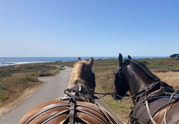 Attelage en Quiberon-Morbihan-Bretagne Sud