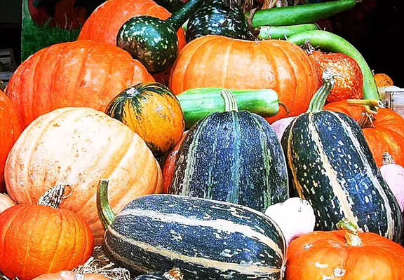 Chasse aux citrouilles